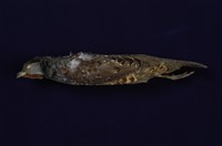 藏品(竹雞)的圖片